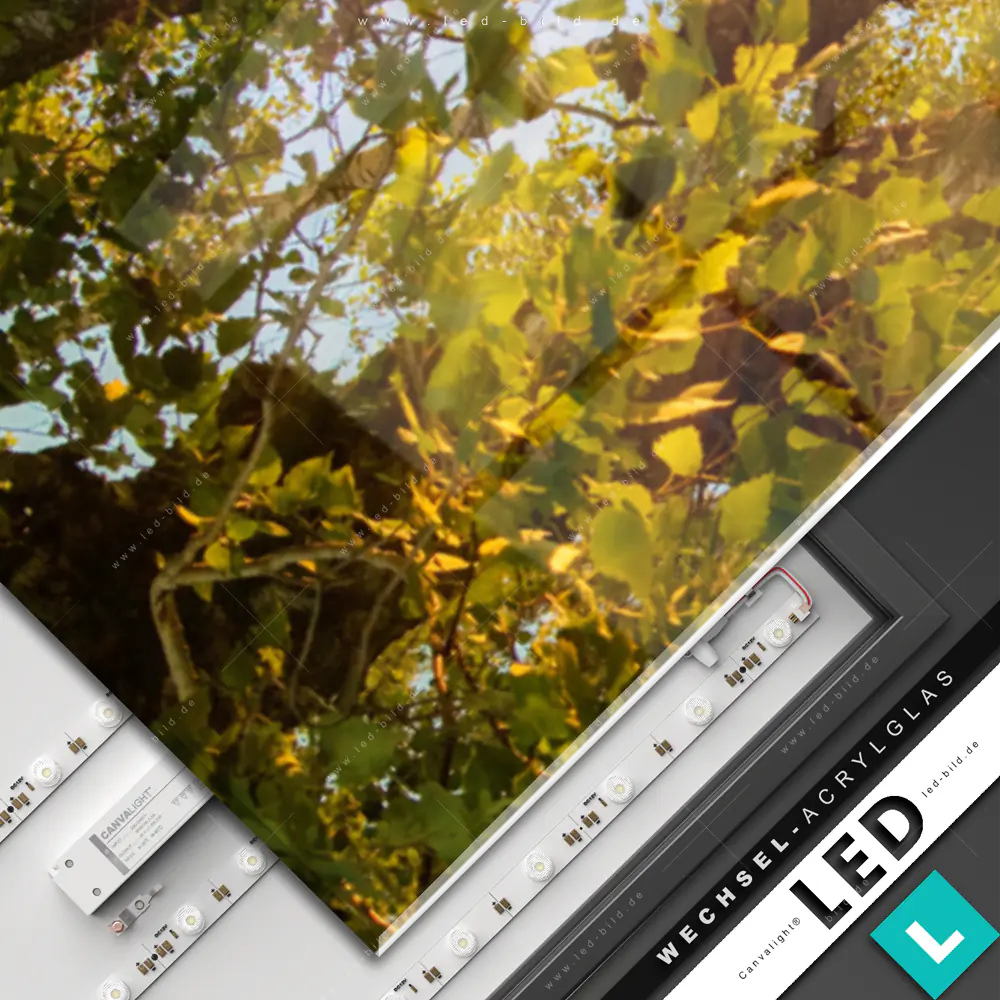 LED Wechsel-Leinwand Canvalight® TEX | Sonnenstrahlen im dichten Wald | Querformat