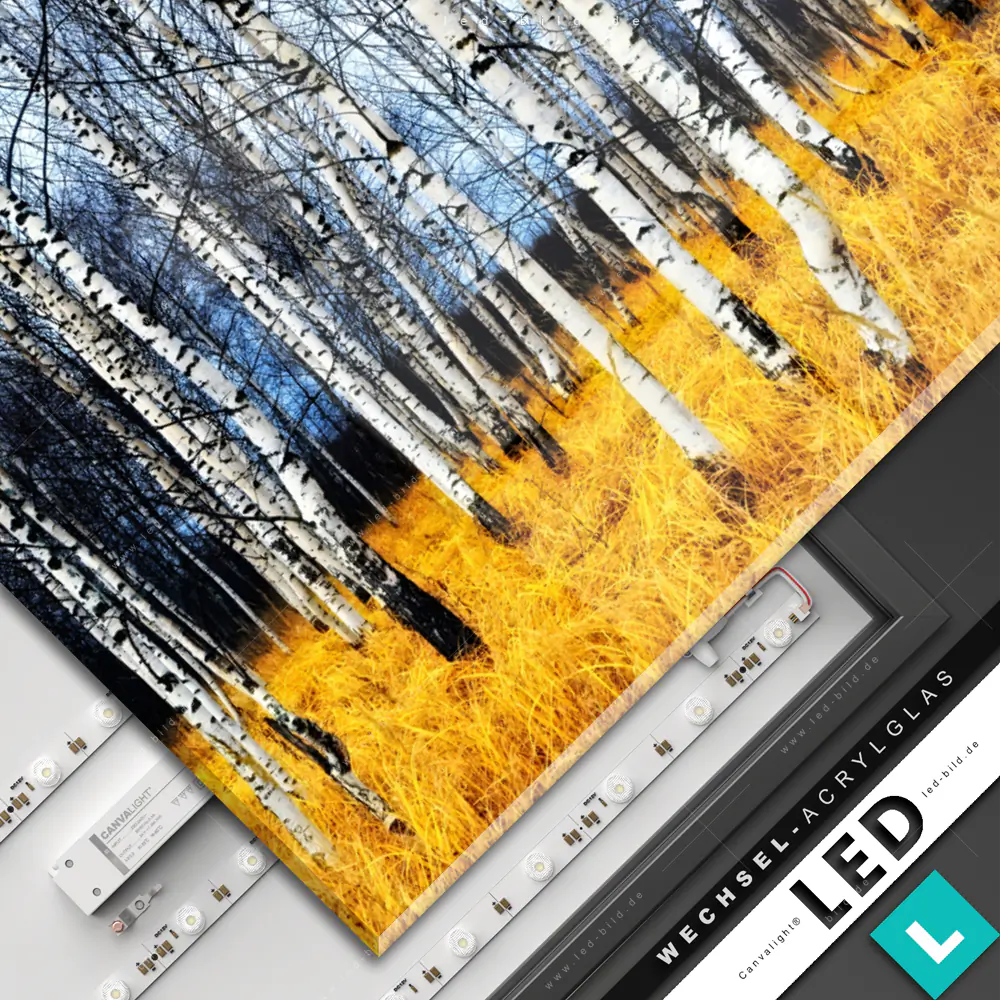 LED-Wechsel-Bild Canvalight DIA Einsamer Birkenwald | Landschaften ...