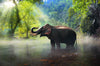 Led Bild Elefant Im Wasser Hochformat Crop