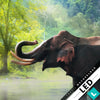 Led Bild Elefant Im Wasser Hochformat Zoom