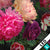 Led Bild Vintage Blumen No 2 Hochformat Zoom