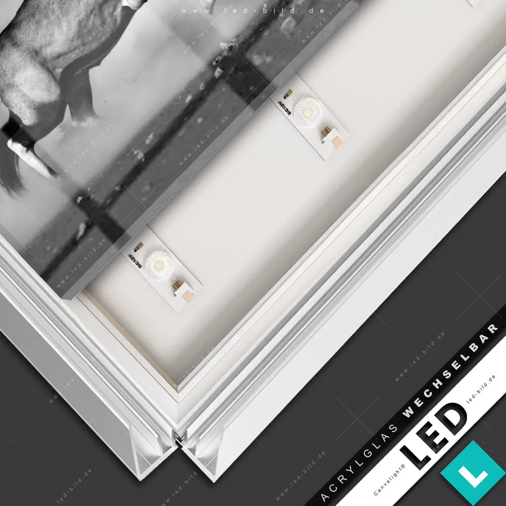 LED Glasbild Canvalight® DIA Wildtierduell | Tierwelt | Querformat ...
