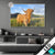 Led Glasbild Hochland Bulle Querformat Produktvorschau