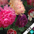 Textilrahmen Vintage Blumen No 2 Panorama Zoom