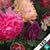 Wechsel Textil Vintage Blumen No 2 Hochformat Zoom